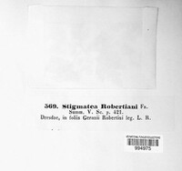 Coleroa robertiani image